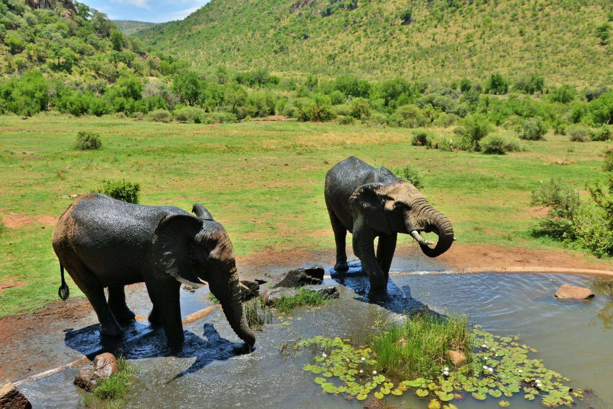 Kwa Maritane Bush alojamiento Ledig Exterior foto